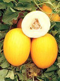 Yellow King/येलो किंग F1 Hybrid Muskmelon (United Genetics India) - Farmers Stop