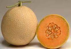 Trisha 2/तृषा 2 Muskmelon (Known You Seeds) - Farmers Stop