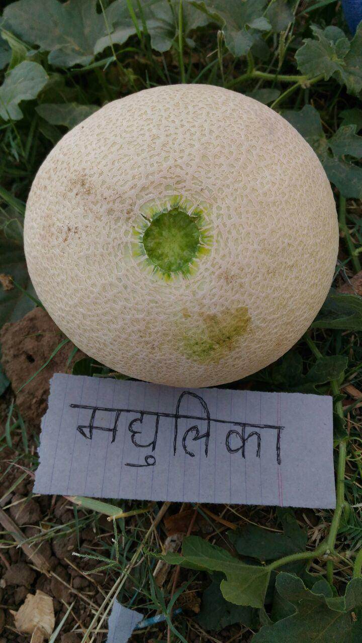 Madhulika/मधुलिका Muskmelon (Nunhems) - Farmers Stop