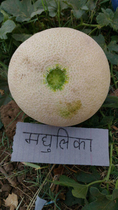Madhulika/मधुलिका Muskmelon (Nunhems) - Farmers Stop