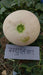 Madhulika/मधुलिका Muskmelon (Nunhems) - Farmers Stop