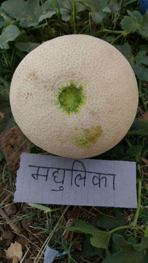 Madhulika/मधुलिका Muskmelon (Nunhems) - Farmers Stop
