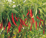 Roshni/रौशनी Hot pepper (Syngenta) - Farmers Stop