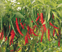 Roshni/रौशनी Hot pepper (Syngenta) - Farmers Stop