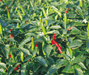 Spicy 20 (Upward type) Hot pepper (Syngenta) - Farmers Stop