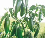 Spicy 20 (Upward type) Hot pepper (Syngenta) - Farmers Stop
