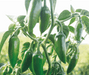 Spicy 20 (Upward type) Hot pepper (Syngenta) - Farmers Stop