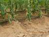 Marino Super F1 Parthenocarpic Cucumber Seeds (Yuksel Seeds) - Farmers Stop
