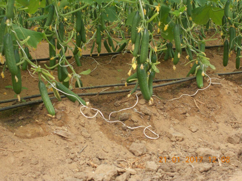 Marino Super F1 Parthenocarpic Cucumber Seeds (Yuksel Seeds) - Farmers Stop