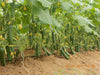 Marino Super F1 Parthenocarpic Cucumber Seeds (Yuksel Seeds) - Farmers Stop