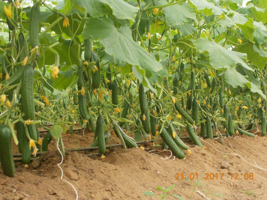 Marino Super F1 Parthenocarpic Cucumber Seeds (Yuksel Seeds) - Farmers Stop