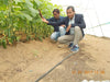 Marino Super F1 Parthenocarpic Cucumber Seeds (Yuksel Seeds) - Farmers Stop