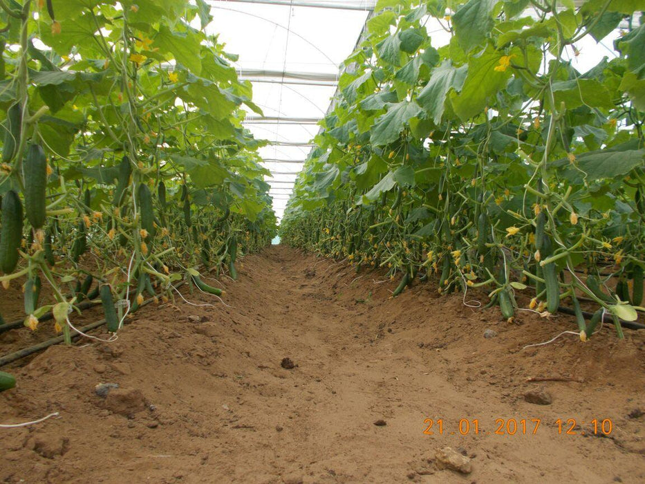 Marino Super F1 Parthenocarpic Cucumber Seeds (Yuksel Seeds) - Farmers Stop