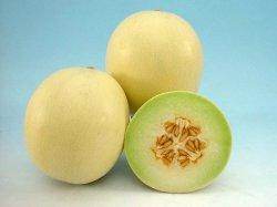 Madhumati/मधुमती Hybrid Muskmelon (Known You Seeds)-For Polyhouse - Farmers Stop