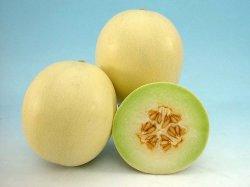 Madhumati/मधुमती Hybrid Muskmelon (Known You Seeds)-For Polyhouse - Farmers Stop