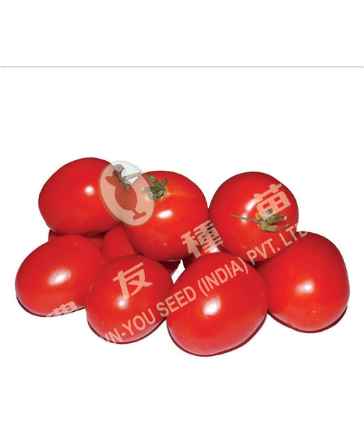 Sudharak/सुधारक Hybrid Tomato (Known You Seeds) - Farmers Stop