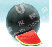 Poonam/पूनम Hybrid watermelon (Known You Seeds) - Farmers Stop