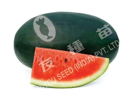 Meghana/मेघना Hybrid watermelon (Known You Seeds) - Farmers Stop