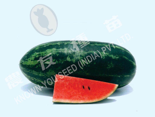 Simran/सिमरन Hybrid Watermelon Ice Box Type-Red Flesh (Known You Seeds) - Farmers Stop