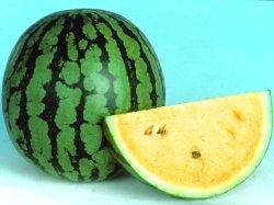 Devyani/देवयानी Hybrid Watermelon Yellow Flesh (Known You Seeds) - Farmers Stop
