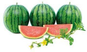 Snehal/स्नेहल Seedless Hybrid Watermelon (Known You Seeds) - Farmers Stop
