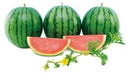 Snehal/स्नेहल Seedless Hybrid Watermelon (Known You Seeds) - Farmers Stop