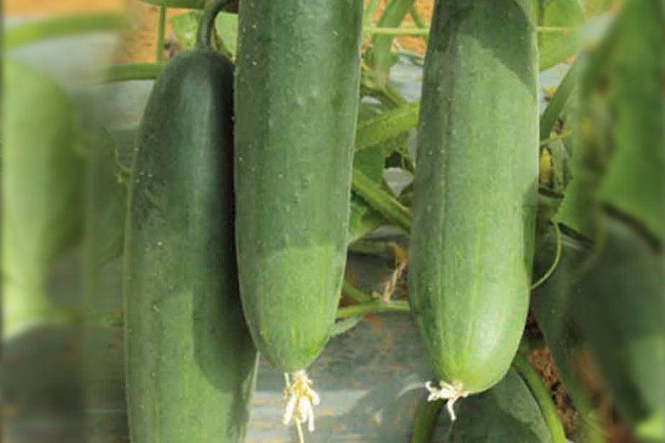 Rasika/रसिका Hybrid Cucumber (Known You Seeds) - Farmers Stop