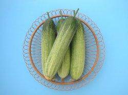 Radhika/राधिका IA012 Hybrid Cucumber (Known You Seeds) - Farmers Stop
