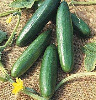 Ruchi/रूचि Hybrid Cucumber (Known You Seeds) - Farmers Stop