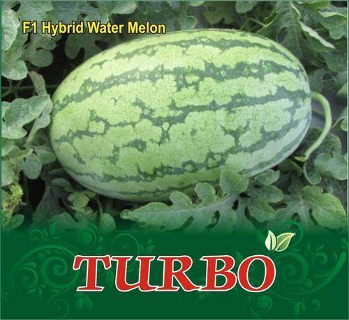 Turbo/टर्बो Hybrid Watermelon (Sagar Biotech Seeds) - Farmers Stop