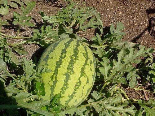 Turbo/टर्बो Hybrid Watermelon (Sagar Biotech Seeds) - Farmers Stop