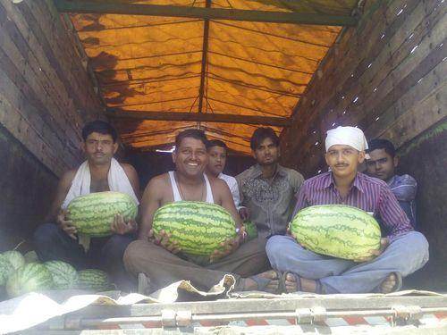 Turbo/टर्बो Hybrid Watermelon (Sagar Biotech Seeds) - Farmers Stop