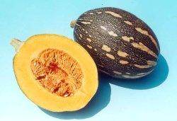 Preeti/प्रीती Winter Squash (Pumpkin) (Known You Seeds) - Farmers Stop