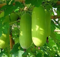 Vishwas/विश्वास Wax Gourd (Known You Seeds) - Farmers Stop