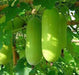 Vishwas/विश्वास Wax Gourd (Known You Seeds) - Farmers Stop