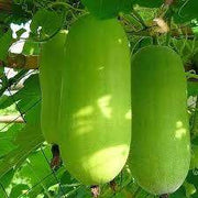 Greenie/ग्रीनिए Wax Gourd (Known You Seeds) - Farmers Stop