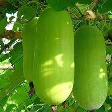 Greenie/ग्रीनिए Wax Gourd (Known You Seeds) - Farmers Stop
