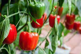 Shanta/शांता Hybrid Sweet pepper (Known You Seeds) - Farmers Stop