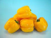Arya/आर्य Yellow Hybrid Sweet pepper (Known You Seeds) - Farmers Stop