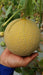 34-248 RZ Muskmelon for Polyhouse (Rizk Zwaan) - Farmers Stop