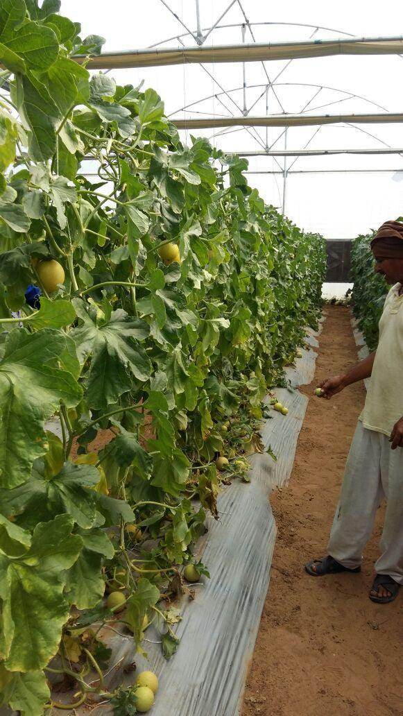 34-248 RZ Muskmelon for Polyhouse (Rizk Zwaan) - Farmers Stop