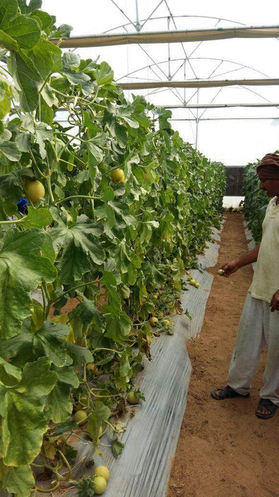 34-248 RZ Muskmelon for Polyhouse (Rizk Zwaan) - Farmers Stop