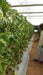 34-248 RZ Muskmelon for Polyhouse (Rizk Zwaan) - Farmers Stop