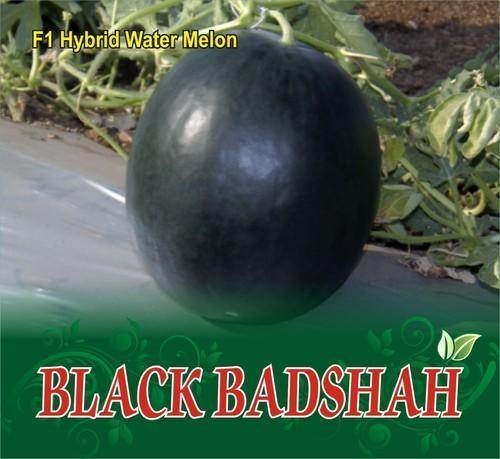 Black Badshah Hybrid Round Watermelon (Sagar Seeds) - Farmers Stop