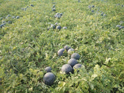 Black Badshah Hybrid Round Watermelon (Sagar Seeds) - Farmers Stop