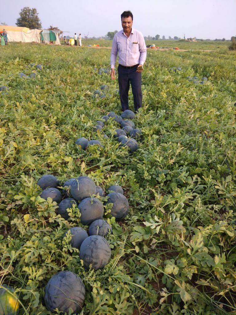 Black Badshah Hybrid Round Watermelon (Sagar Seeds) - Farmers Stop