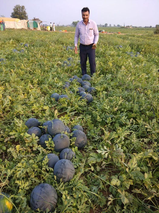 Black Badshah Hybrid Round  Watermelon (Sagar Seeds) - Farmers Stop