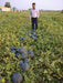 Black Badshah Hybrid Round  Watermelon (Sagar Seeds) - Farmers Stop