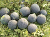 Black Badshah Hybrid Round  Watermelon (Sagar Seeds) - Farmers Stop