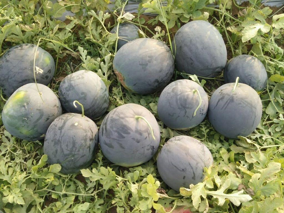 Black Badshah Hybrid Round  Watermelon (Sagar Seeds) - Farmers Stop